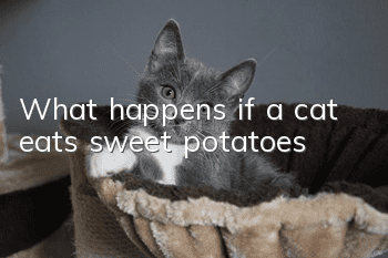 What happens if a cat eats sweet potatoes?