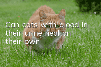 Can cats with blood in their urine heal on their own?