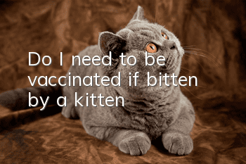 Do I need to be vaccinated if bitten by a kitten?