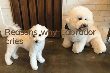 Reasons why Labrador cries
