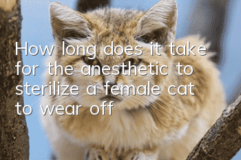How long does it take for the anesthetic to sterilize a female cat to wear off?