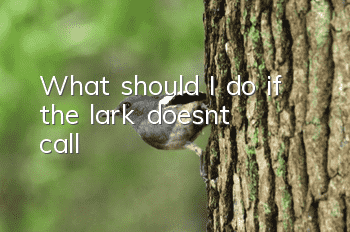 What should I do if the lark doesn't call?