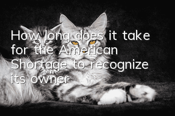 How long does it take for the American Shortage to recognize its owner?