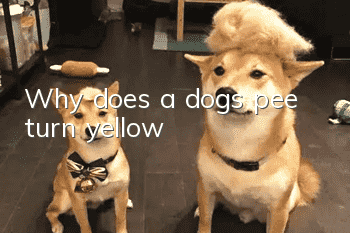 Why does a dog’s pee turn yellow?