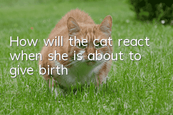 How will the cat react when she is about to give birth?