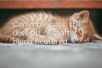 Can male cats still develop gills after being neutered?