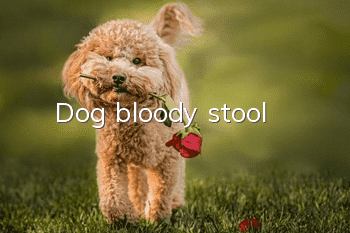Dog bloody stool