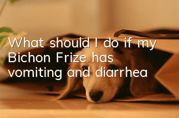 What should I do if my Bichon Frize has vomiting and diarrhea?