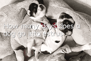 How many days does a dog go into estrus?