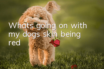 What’s going on with my dog’s skin being red?