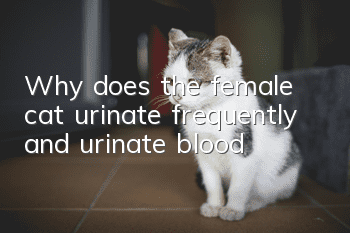 Why does the female cat urinate frequently and urinate blood?