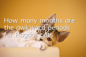 How many months are the awkward periods for Ragdoll cats?
