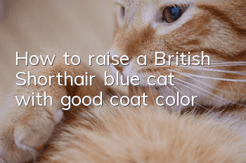 How to raise a British Shorthair blue cat with good coat color