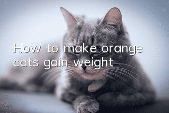 How to make orange cats gain weight