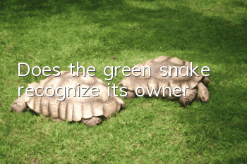 Does the green snake recognize its owner?