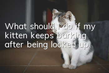 What should I do if my kitten keeps barking after being locked up?