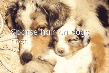 Sparse hair on dog’s nose