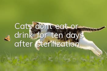 Cats don’t eat or drink for ten days after sterilization