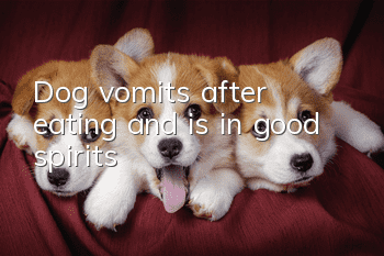 Dog vomits after eating and is in good spirits