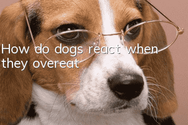 How do dogs react when they overeat?