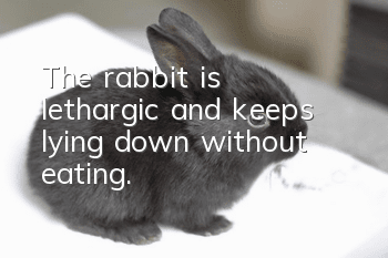 The rabbit is lethargic and keeps lying down without eating.