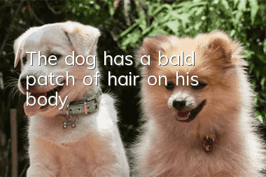 The dog has a bald patch of hair on his body