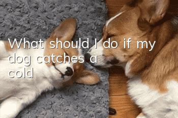What should I do if my dog catches a cold?