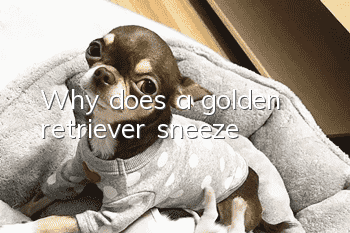 Why does a golden retriever sneeze?