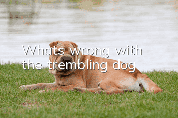 What's wrong with the trembling dog?
