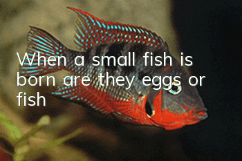 When a small fish is born, are they eggs or fish?