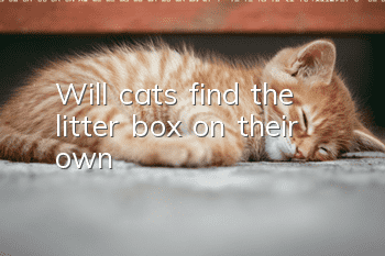 Will cats find the litter box on their own?