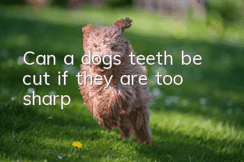Can a dog’s teeth be cut if they are too sharp?