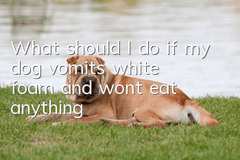 What should I do if my dog vomits white foam and won’t eat anything?