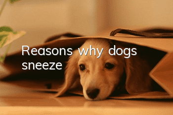 Reasons why dogs sneeze