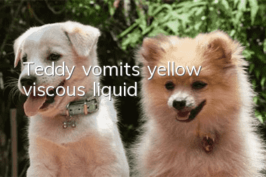 Teddy vomits yellow viscous liquid