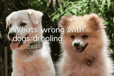 What's wrong with dogs drooling?