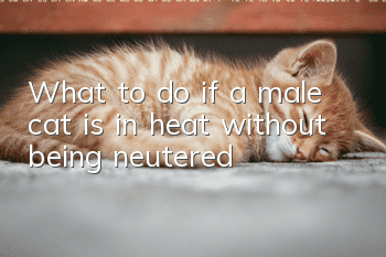 What to do if a male cat is in heat without being neutered
