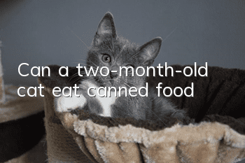 Can a two-month-old cat eat canned food?