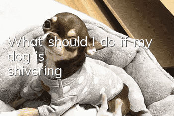 What should I do if my dog is shivering?