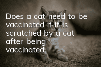 Does a cat need to be vaccinated if it is scratched by a cat after being vaccinated?