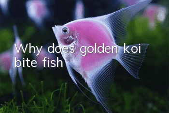Why does golden koi bite fish?
