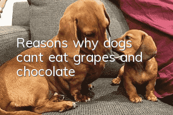 Reasons why dogs can’t eat grapes and chocolate
