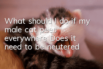 What should I do if my male cat pees everywhere? Does it need to be neutered?