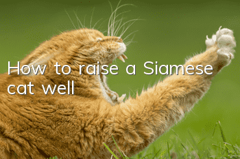 How to raise a Siamese cat well