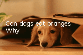 Can dogs eat oranges? Why?
