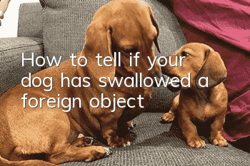 How to tell if your dog has swallowed a foreign object