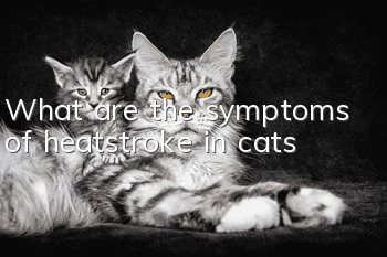 What are the symptoms of heatstroke in cats?