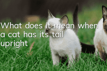 What does it mean when a cat has its tail upright?