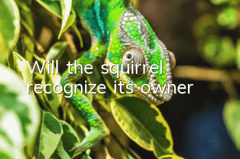 Will the squirrel recognize its owner?