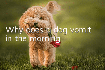 Why does a dog vomit in the morning?